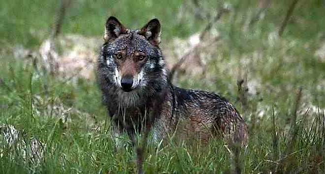 wolf.jpg