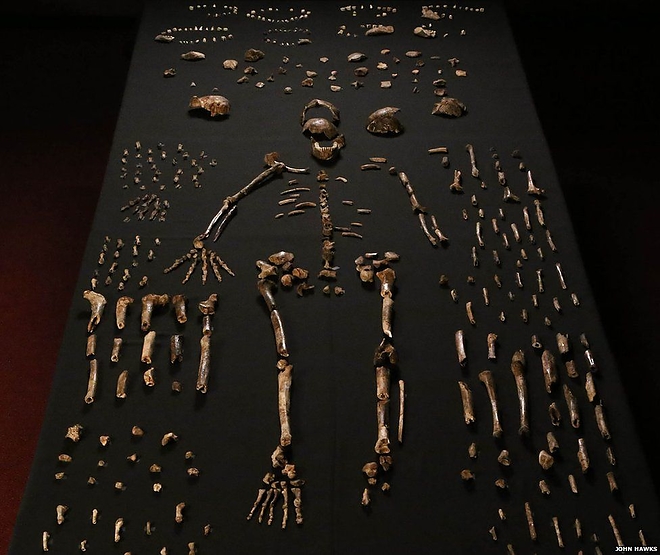 _85448683_01-homo-naledi-bone-table-vertical-john-hawks-cc-by.jpg
