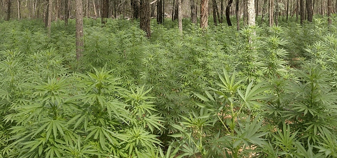 drugs_cannbis_ground.jpg