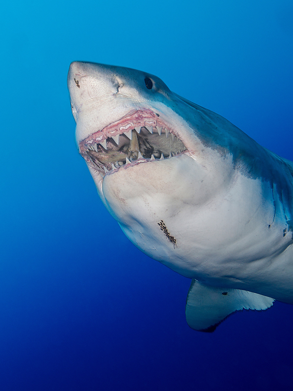 great-white-shark.jpg great-white-shark.jpg