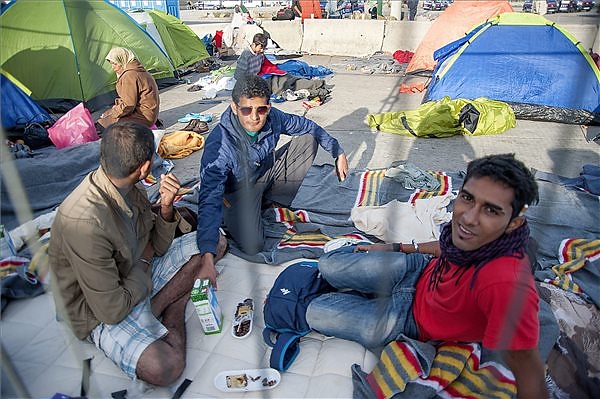 migrans.jpg