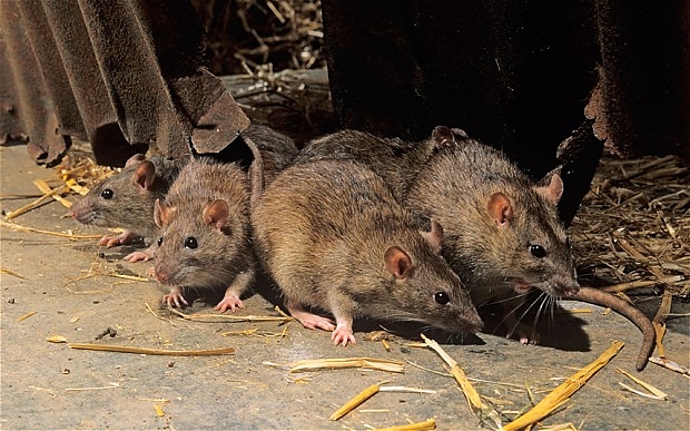patkany.jpg