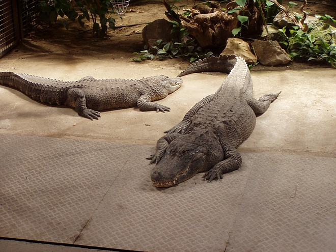 aligator.jpg