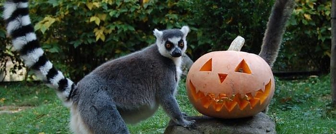 halloween_allatkert_krajnyak_zoltan.jpg
