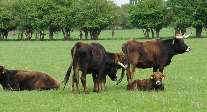 maronesa_group_tauros.jpg
