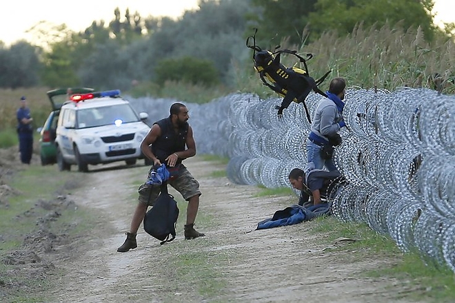 migrans.jpg