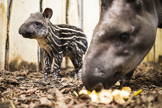 tapir.jpg
