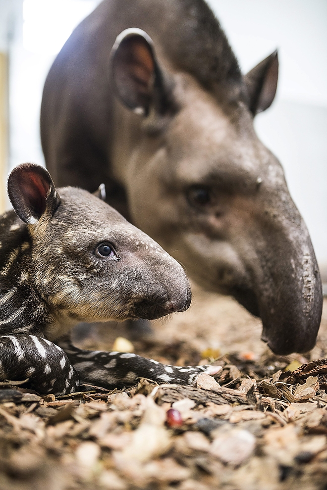 tapir2.jpg