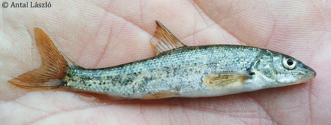 barbus_biharicus.jpg