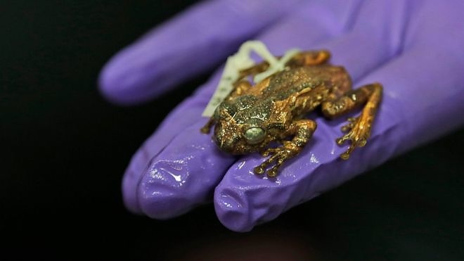 india_frog.jpg india_frog.jpg