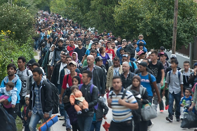 migrans1.jpg migrans1.jpg
