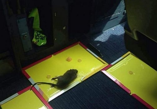 rats_china_fly.jpg rats_china_fly.jpg