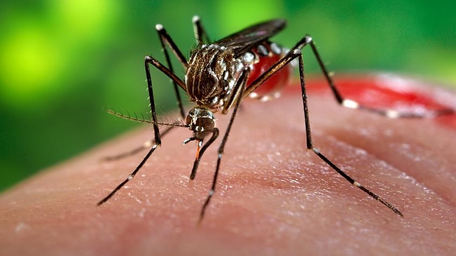 zika_virus_szunyog.jpg zika_virus_szunyog.jpg