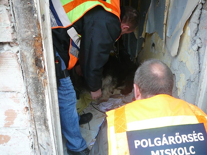 husvet_kutyamentes_polgarorseg_160328.jpg husvet_kutyamentes_polgarorseg_160328.jpg