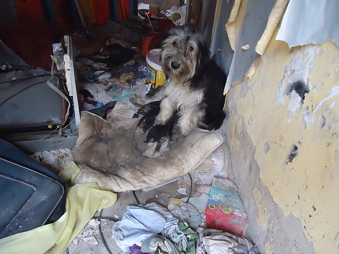 husvet_kutyamentes_polgarorseg_160328_2.jpg husvet_kutyamentes_polgarorseg_160328_2.jpg