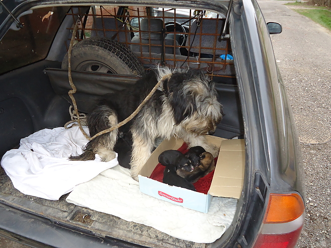 husvet_kutyamentes_polgarorseg_160328_4.jpg husvet_kutyamentes_polgarorseg_160328_4.jpg