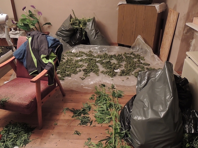 marihuana_rendorseg_160311_1.jpg