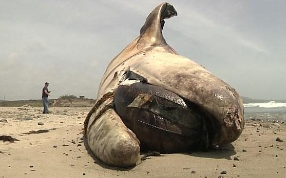 dead-whale-california.jpg