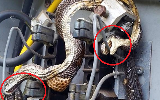 electric_snakes.png