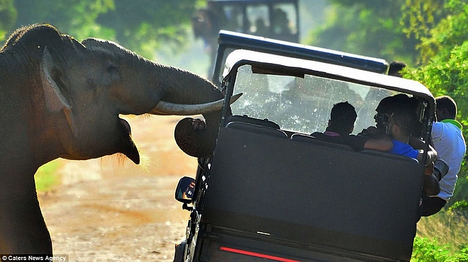 elephant_sri_lanka2.jpg