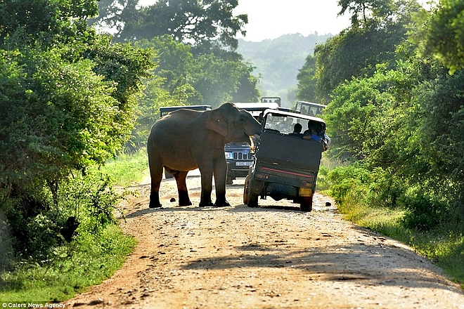 elephant_sri_lanka4.jpg