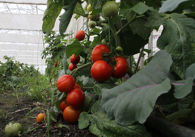 agrokultura_160517ml_13.jpg