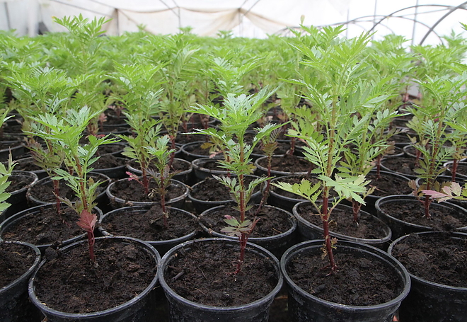 agrokultura_160517ml_19.jpg
