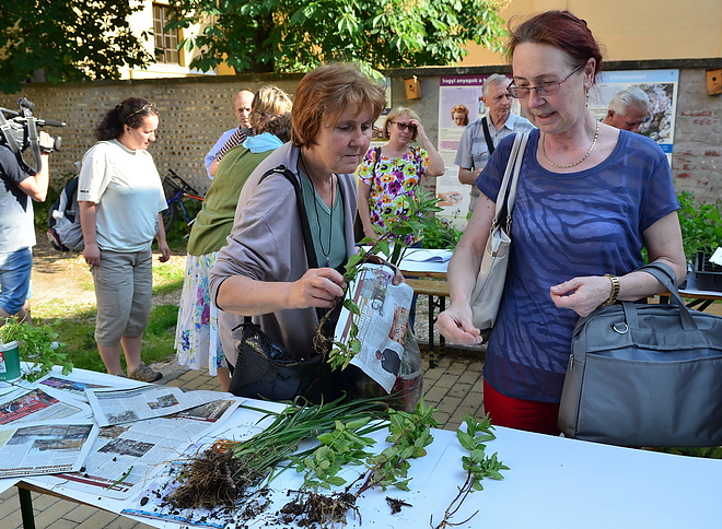 palanta_borze_160526_vcs_2.jpg