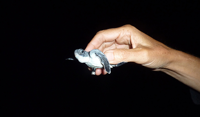 sea-turtle-hatchling-western-australia1.jpg