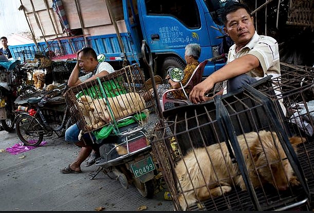 dog_meat.jpg dog_meat.jpg
