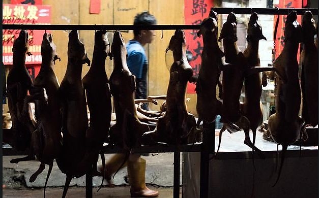 dog_meat2.jpg dog_meat2.jpg