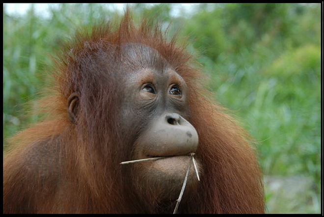 orangutan.jpg