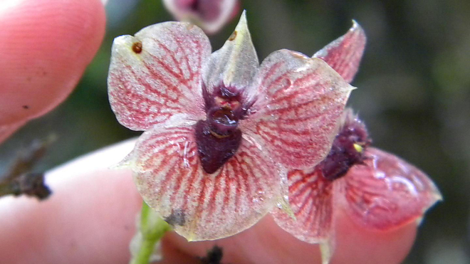 demon-orchidea.jpg demon-orchidea.jpg