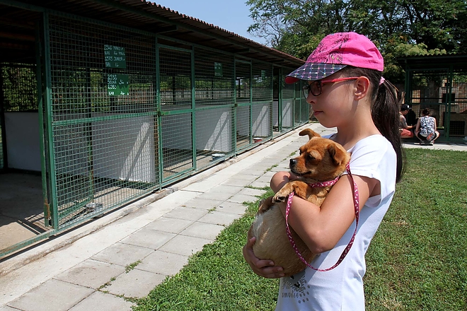 kutyatelep_meleg_160702_ja_7.jpg