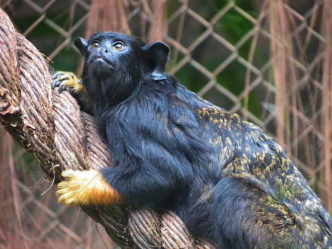 saguinus_midas_sorocaba.jpg