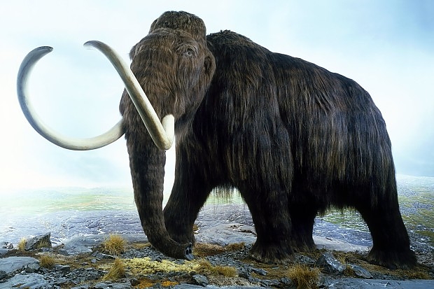 mamut.jpg mamut.jpg