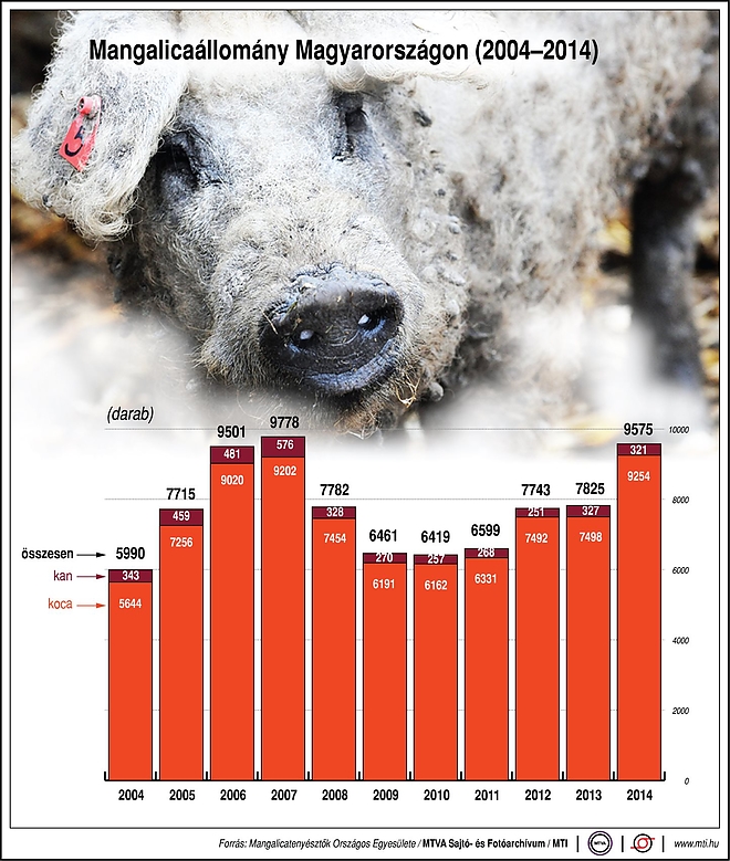 mangalica.jpg
