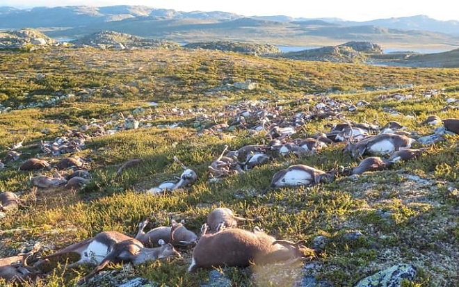 animal_lightning_killed animal_lightning_killed