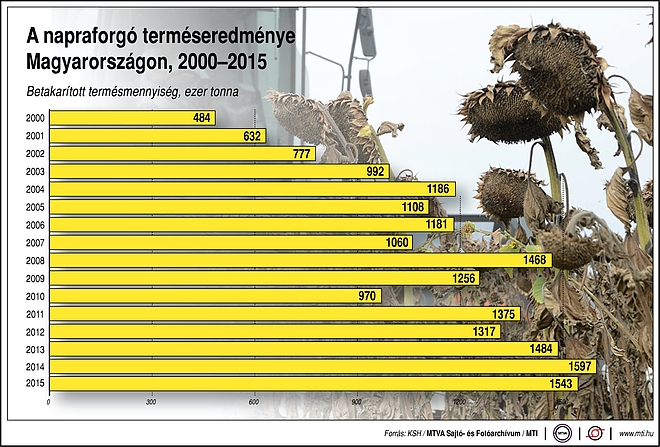 napraforgo_termes_2016.jpg napraforgo_termes_2016.jpg