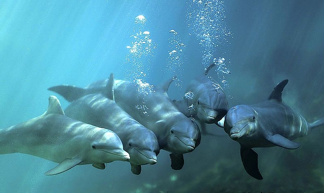 palackorru-delfinek_koalicio.jpg