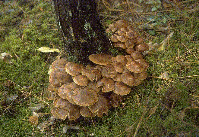 armillaria.gif armillaria.gif