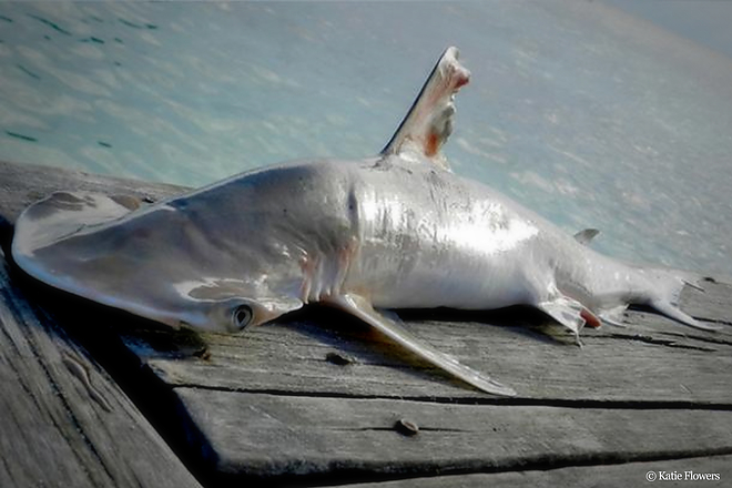 korall_zatony_belize_porolycapa_wwf.jpg korall_zatony_belize_porolycapa_wwf.jpg