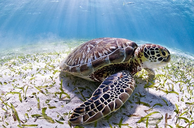 korall_zatony_belize_teknos.jpg korall_zatony_belize_teknos.jpg