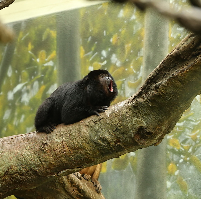 primata-hylobatidae.jpg primata-hylobatidae.jpg