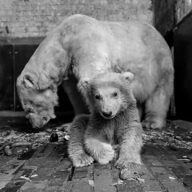 csm_mama_tonja_und_fritz_tierparkberlin_2017_c18fb0b459.jpg csm_mama_tonja_und_fritz_tierparkberlin_2017_c18fb0b459.jpg