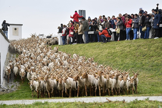 hortobagy_szent_gyorgy_2017.jpg