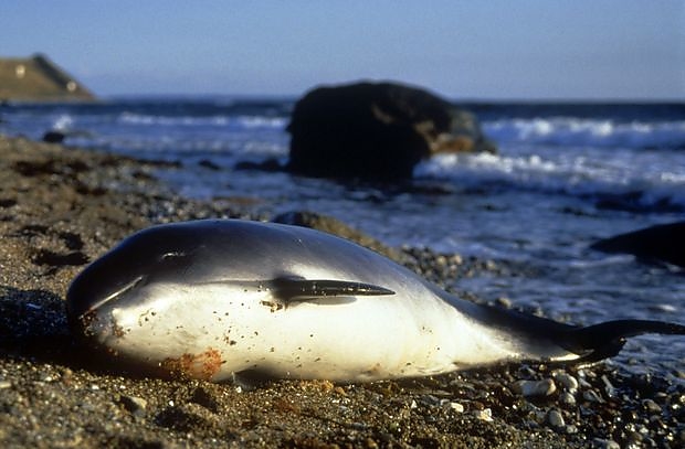 delfin2.jpg delfin2.jpg