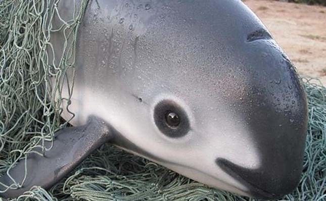 delfin3.jpg delfin3.jpg