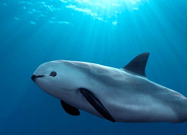 disznodelfin.jpg disznodelfin.jpg