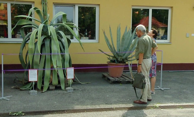 agave3.jpg